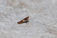 Caloptilia semifascia