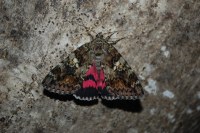 Catocala sponsa