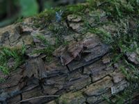 Celypha striana