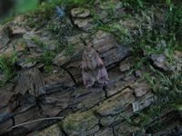 Celypha striana