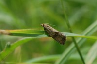 Celypha striana