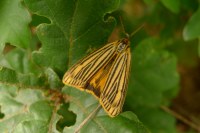 Spiris striata