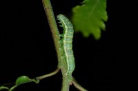 Cosmia trapezina