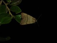 Charanyca trigrammica