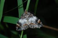 Dysstroma truncata