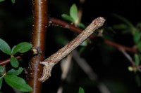 Crocallis tusciaria
