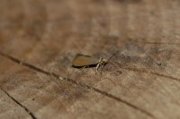 Crassa unitella