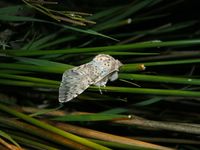 Cerura vinula