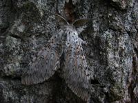 Cerura vinula