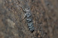 Dioryctria abietella