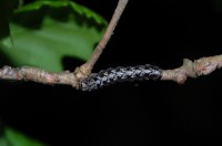 Griposia aprilina