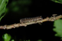 Griposia aprilina