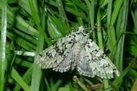 Griposia aprilina