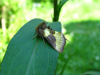 Diachrysia chrysitis