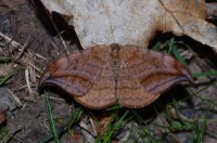 Drepana curvatula
