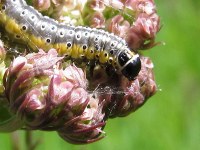 Depressaria daucella