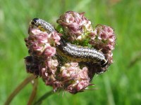Depressaria daucella