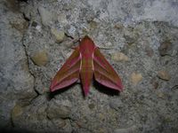 Deilephila elpenor
