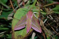 Deilephila elpenor
