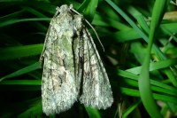 Dryobotodes eremita