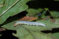 Diurnea fagella