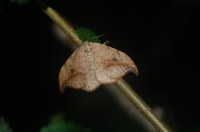 Drepana falcataria
