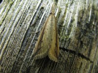 Donacaula forficella