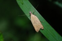 Dichomeris limosella