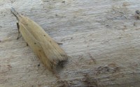 Dichomeris limosella