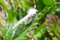 Diaphora mendica