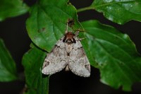 Drymonia obliterata