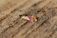 Diceratura ostrinana