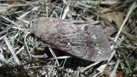Dendrolimus pini