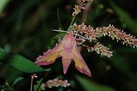 Deilephila porcellus