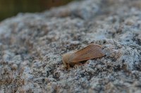 Denticucullus pygmina