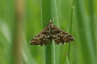 Diasemia reticularis