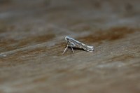 Dialectica scalariella