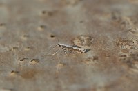 Dialectica scalariella