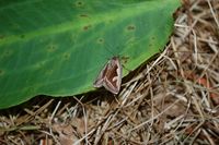 Deltote uncula