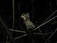 Drymonia velitaris