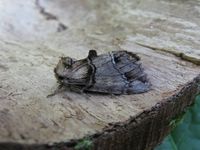 Drymonia velitaris