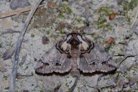 Drymonia velitaris