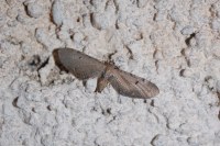 Eupithecia absinthiata