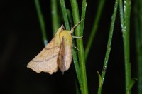 Ennomos alniaria