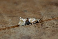 Eupoecilia ambiguella