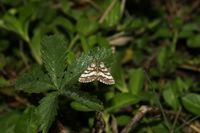 Ematurga atomaria
