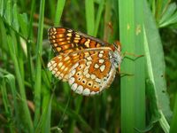 Euphydryas aurinia