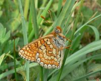 Euphydryas aurinia