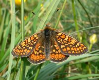 Euphydryas aurinia