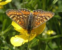 Euphydryas aurinia